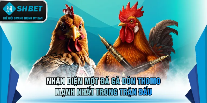 Nhận diện một đá gà đòn Thomo mạnh nhất trong trận đấu